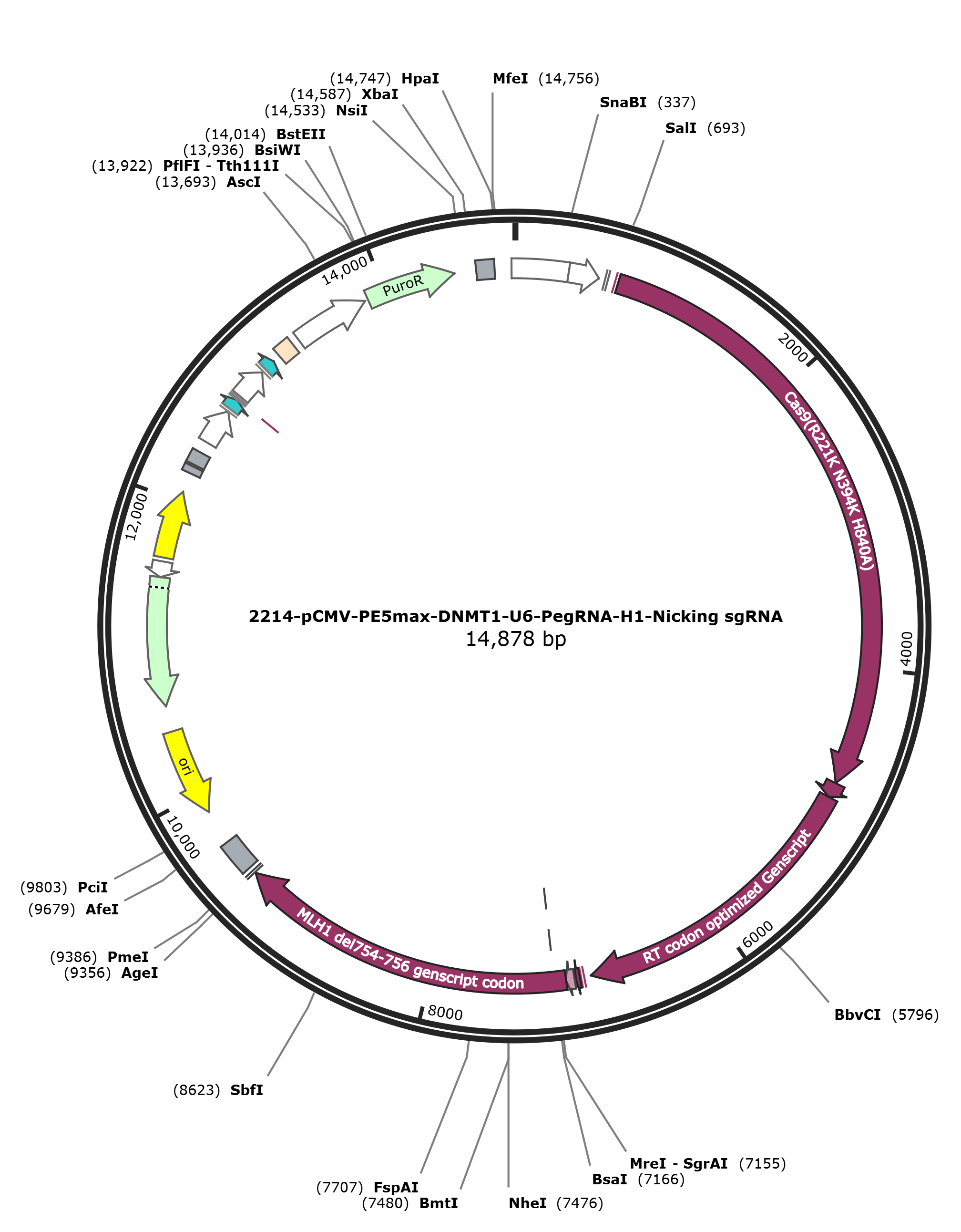 pCMV-PE5max-DNMT1-U6-PegRNA-H1-Nicking sgRNA载体图谱.png